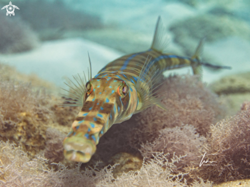 A Fistularia tabacaria | Cornet Fish