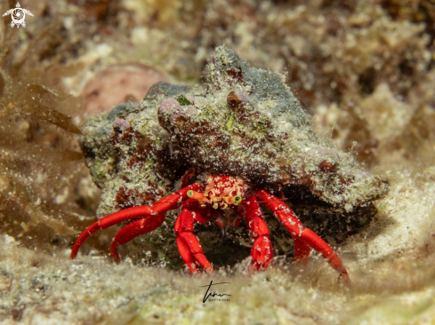 A Paguristes cadenati | Hermit Crab