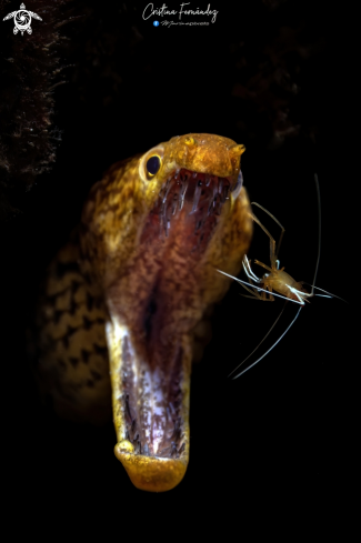 A  Enchelycore anatina y - Lysmata grabhami  | Fangtooth moray - White striped cleaner shrimp 