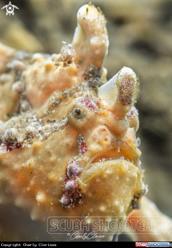 A Warty Frogfish