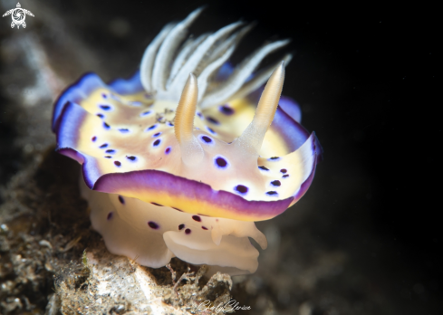 A Goniobranchus geminis | Gem Sea Slug