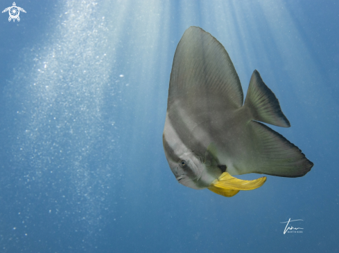 A Platax teira | Longfin Spadefish