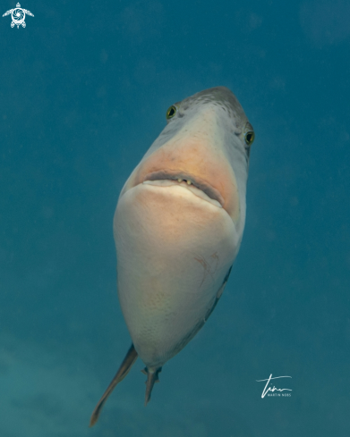 A Pseudobalistes flavimarginatus | Yellowmargin Triggerfish