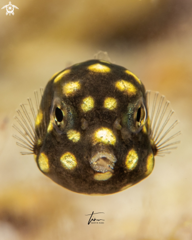 A Lactophrys triqueter | Smooth Trunkfish