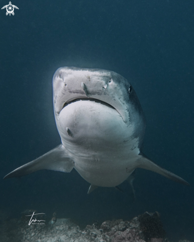 A Galeocerdo cuvier | Tiger Shark
