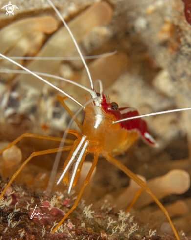 A Lysmata grabhami | Caribbean Cleaner Shrimp