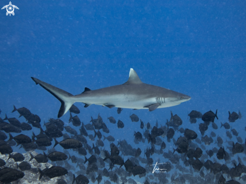 A Carcharhinus albimarginatus | Silvertip Shark