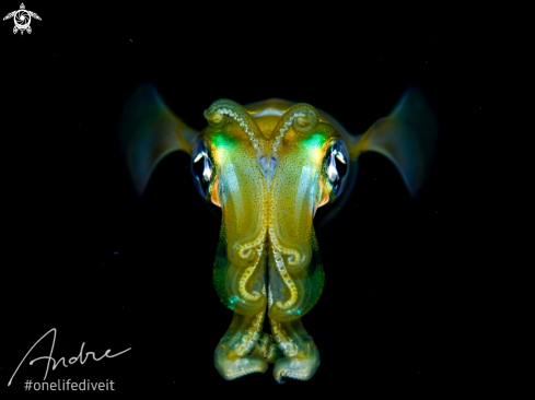 A Sepioteuthis lessoniana  | Reef squid
