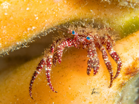 A Paguristes puncticeps | Hermit Crab