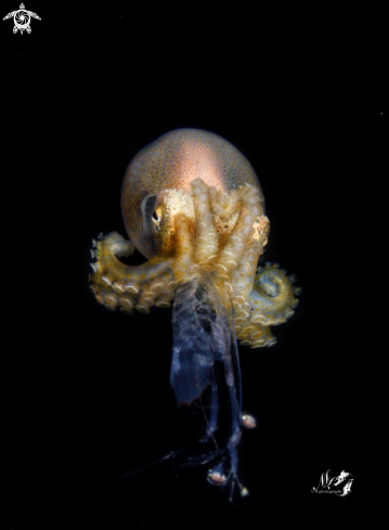 A Octopud