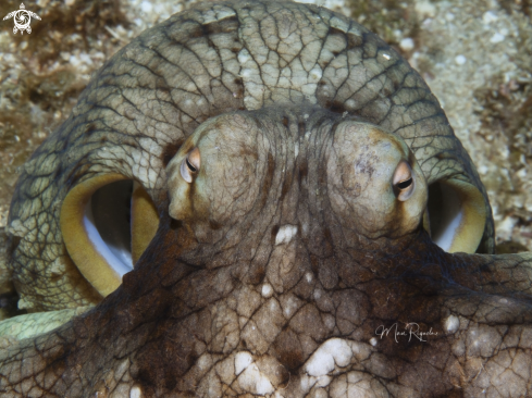 A Octopus vulgaris | Common Octopus