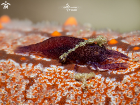 A Seastar Shrimp