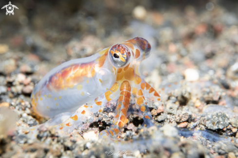 A Thaumoctopus mimicus | Mimic Octopus