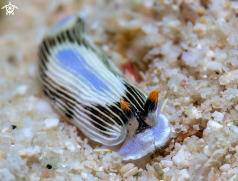 A Dermatobranchus sp.  | Sea Slug