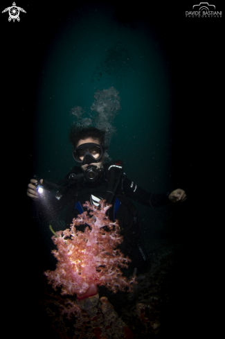 A Dendronephthya | Alcionario Soft Coral