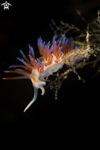 A Cratena peregrina nudibranch | Cratena nudibranch