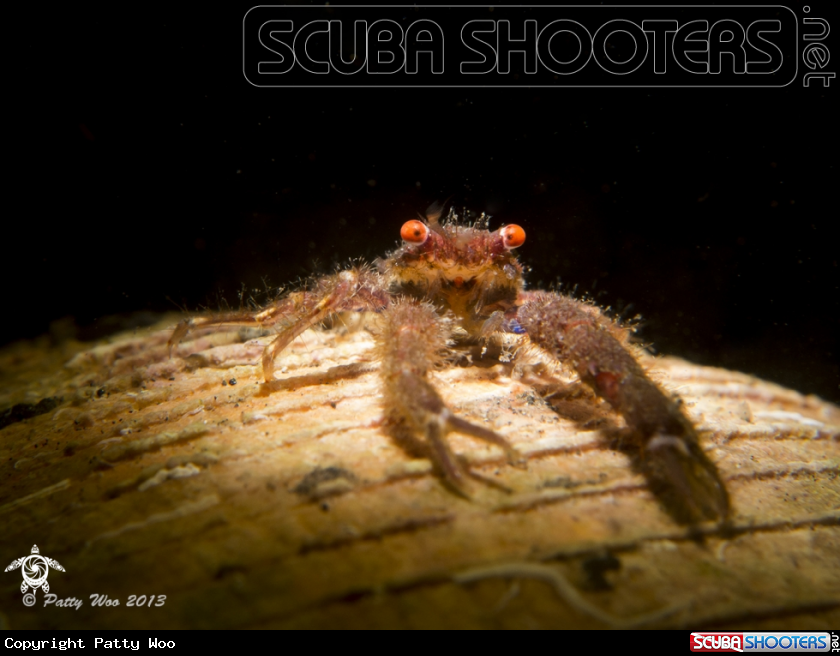A Squat Lobster
