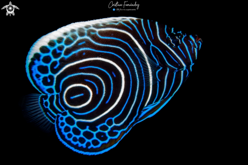 A Juvenil emperor angelfish 