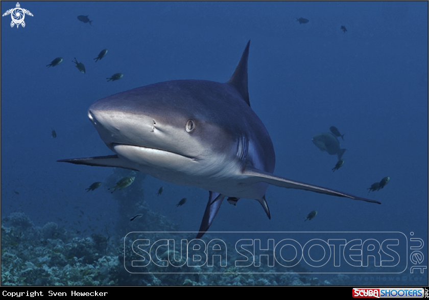 A Grey reef shark