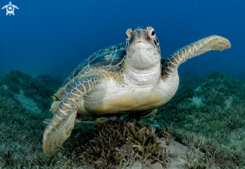 A Green Turtle | Get There