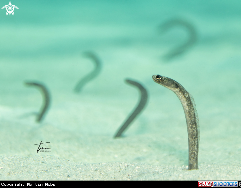 A Garden eel