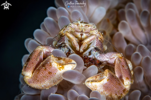 A Neopetrolisthes maculatus (crab) - Stichodactyla mertensii (anemone) | Porcelain crab