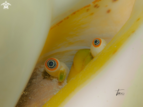 A Macrostrombus costatus | Queen Conch