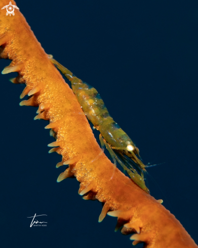 A Pseudopontonides principis | Wirecoral Shrimp