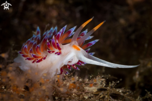 A Cratena peregrina | Cratena nudibranch 