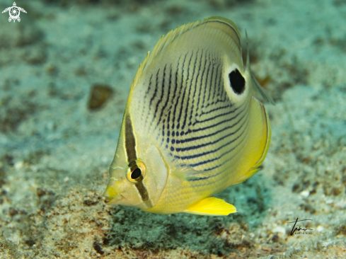 A Chaetodon capistratus | Foureye Butterflyfish