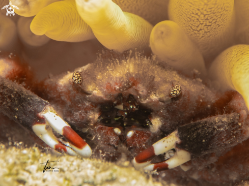 A Mithraculus cinctimanus | Banded Clinging Crab
