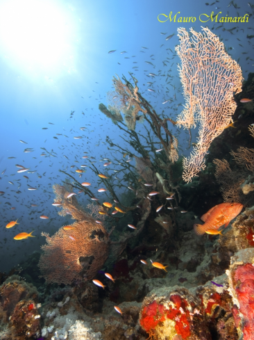 A Red sea panorama