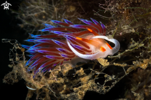 A Cratena peregrina | Cratena nudibranch