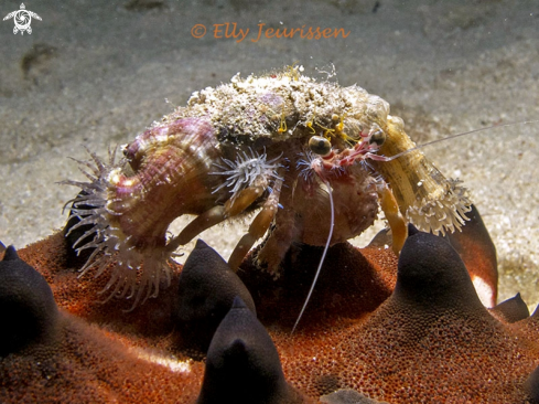 A Anemone Hermit Crab on Horned Sea Star