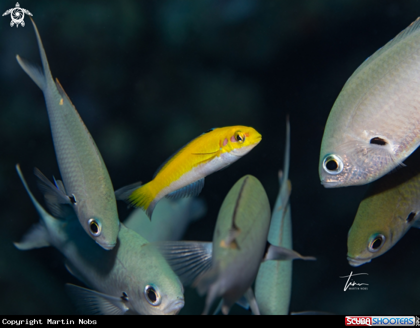 A juv. Blueheaded Wrasse / Brown Chromis