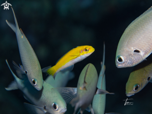 A juv. Blueheaded Wrasse / Brown Chromis