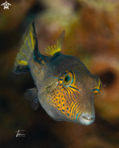 A Caribbean Sharpnose Pufferfish
