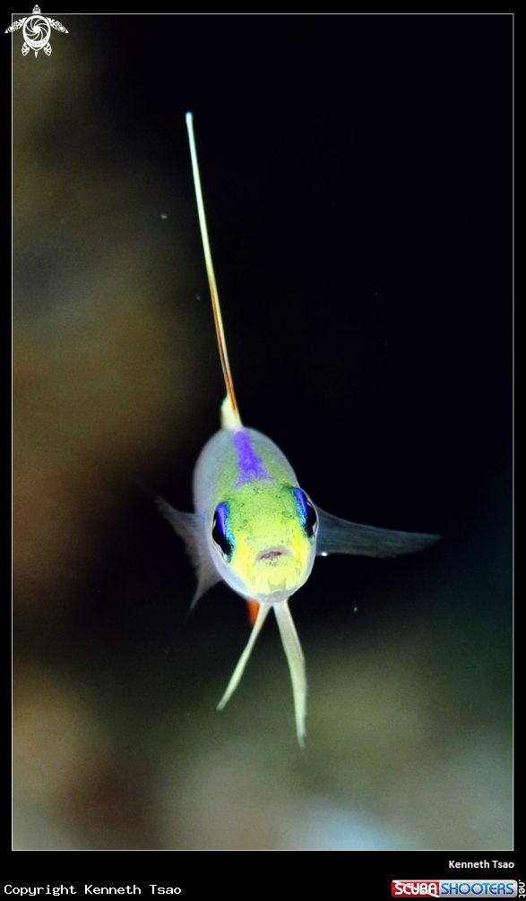 A Radar Fish