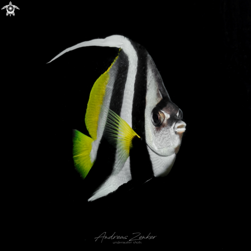 A Heniochus acuminatus  | Longfin Bannerfish 