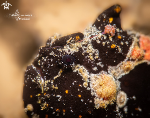 A Antennarius pictus (Shaw, 1794) | Painted Frogfish 
