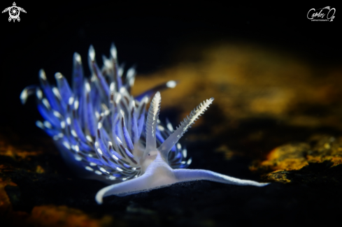 A Facelina vicina | Nudibranch