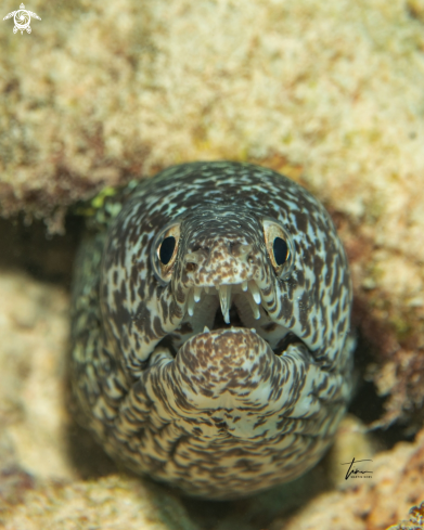 A Gymnothorax moringa | Spotted Moray eel