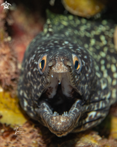 A Gymnothorax moringa | Spotted Moray eel