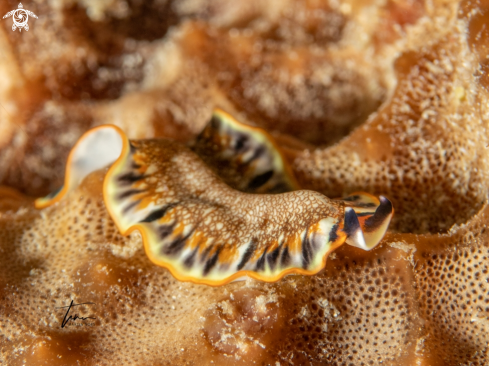 A Maritigrella newmanae | Marine Flatworm