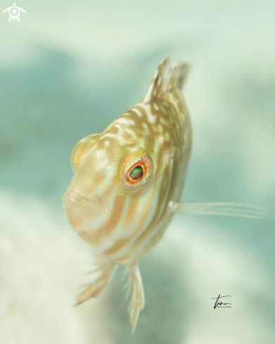 A Xyrichthys splendens | Green Razorfish
