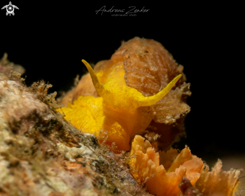 A Yellow sea snail  