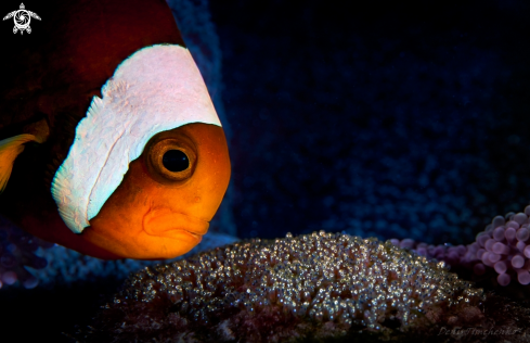 A Amphiprion frenatus | Clownfish