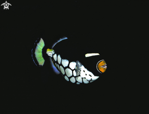 A triggerfish | balestra