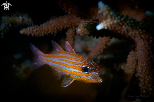 A Moluccan cardinalfish | Cardinalfish