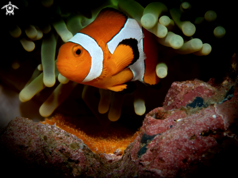 A Amphiprion ocellaris (Cuvier, 1830) | Clownfish